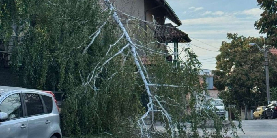 Drama u Kumodraškoj: Grana se obrušila i blokirala saobraćaj - Neverovatan prizor na putu (FOTO)