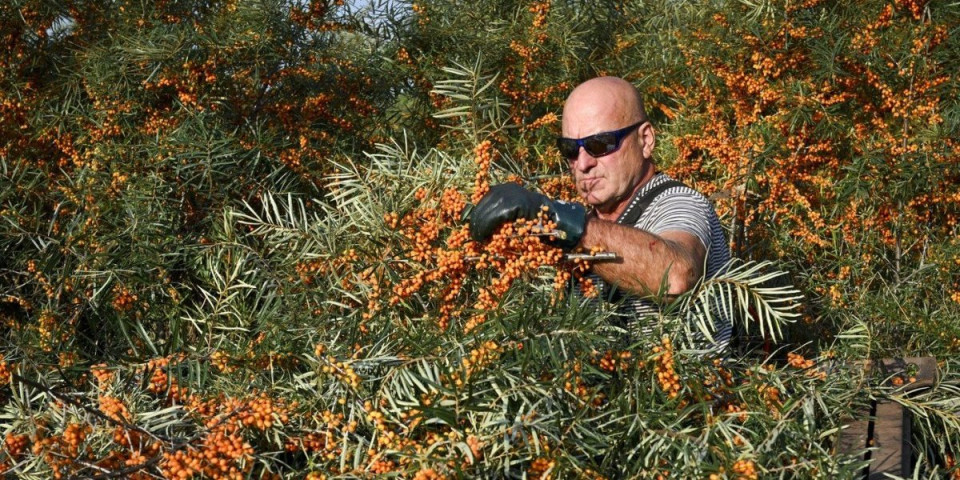 Rusi došli do šokantnog otkrića! Ova biljka razara ćelije raka: Oči celog sveta uprte u Moskvu, naučnci objavili epohalni pronalazak