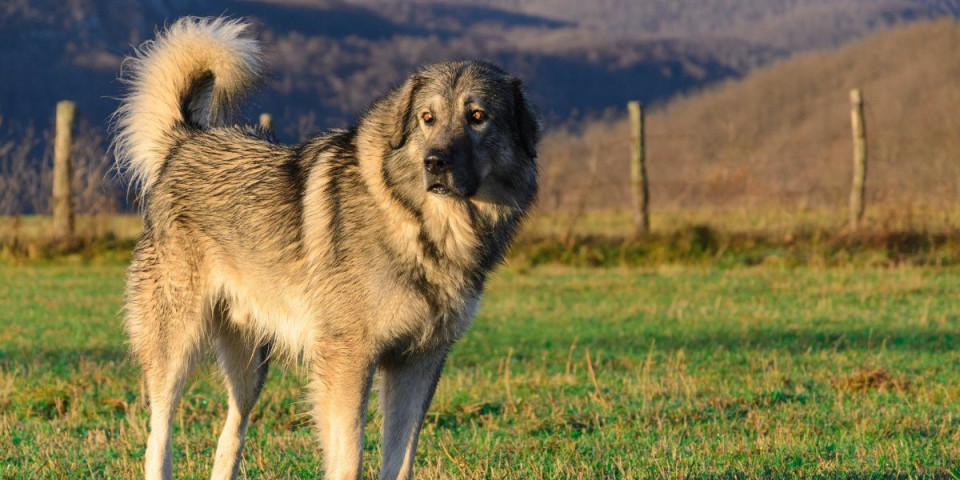 5 rasa koje vole hladno vreme: Ovim psima zima posebno prija - Uživaju u velikim minusima (FOTO)