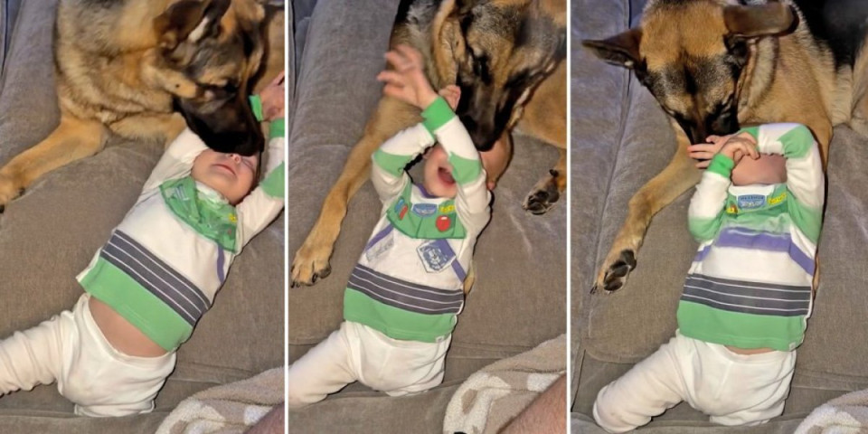 Ništa slađe niste videli: Pogledajte šta nemački ovčar radi svaki put kada se beba nasmeje (VIDEO)