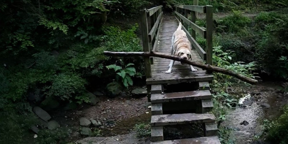 Internet bruji o ovom psu: Pogledajte kako je Oskar nadmudrio uski most (VIDEO)