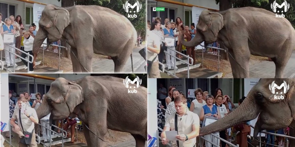 (VIDEO) Šta slonica radi na biračkom mestu na izborima u Rusiji? Snimak postao hit na mrežama!