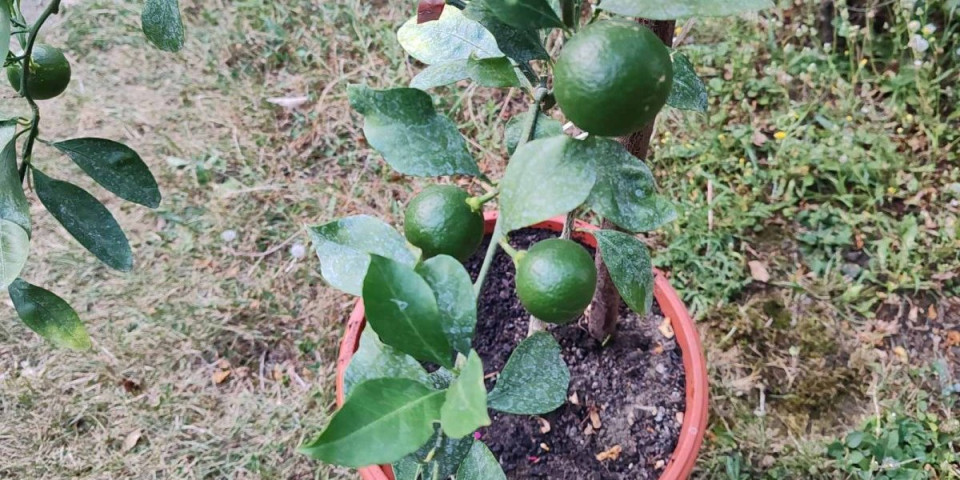 Sačuvajte mandarinu tokom zime: Sada je vreme za ovaj potez, ne čekajte prve mrazeve (FOTO)