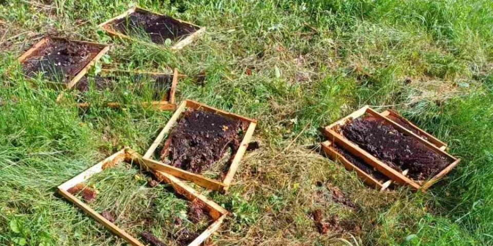 Poš'o medo u Užice: Evo gde su ga uhvatili (VIDEO)