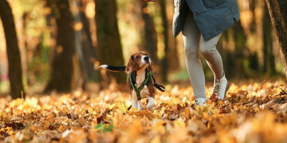 Šta se krije u lišću? Veterinari otkrili na šta obavezno morate paziti dok šetate psa ove jeseni
