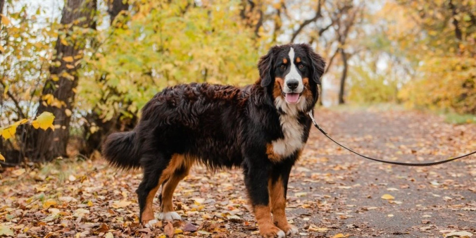 Koliko dugo treba šetati psa? Veterinar otkriva idealnu meru