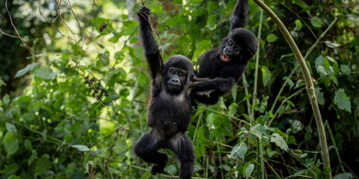 Uganda Dan gorila