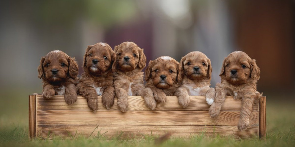 Večite neodoljive bebe: 6 rasa pasa koje tokom celog života izgledaju kao štenci (FOTO)