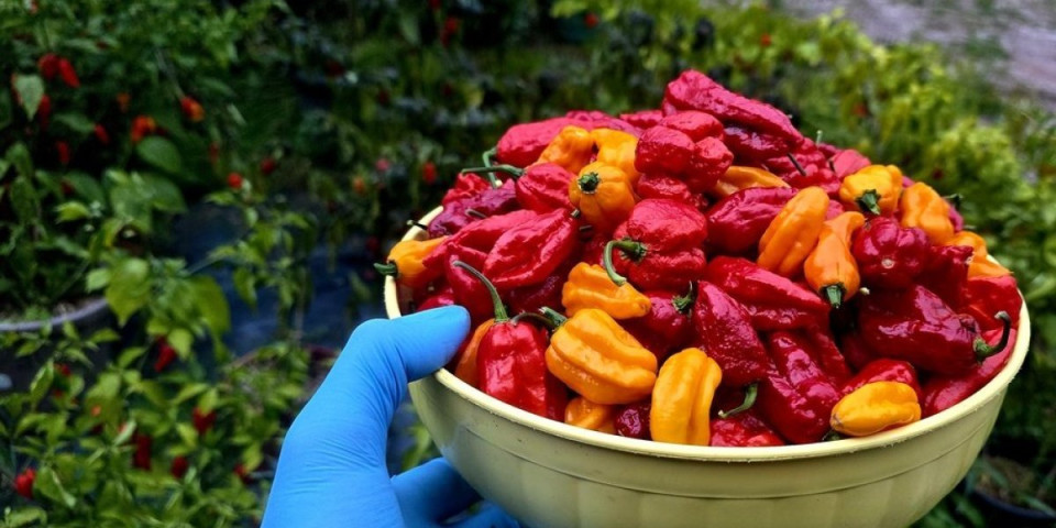 Kako oprati ljutinu sa ruku posle čišćenja papričica? Jednostavan trik iskusnih domaćica