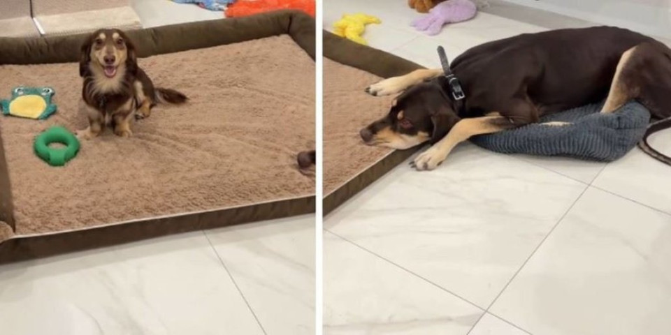 Sa njim nema šale: Jazavičar pokazao nemačkoj dogi ko je gazda u kući - Snimak usijao mreže (VIDEO)