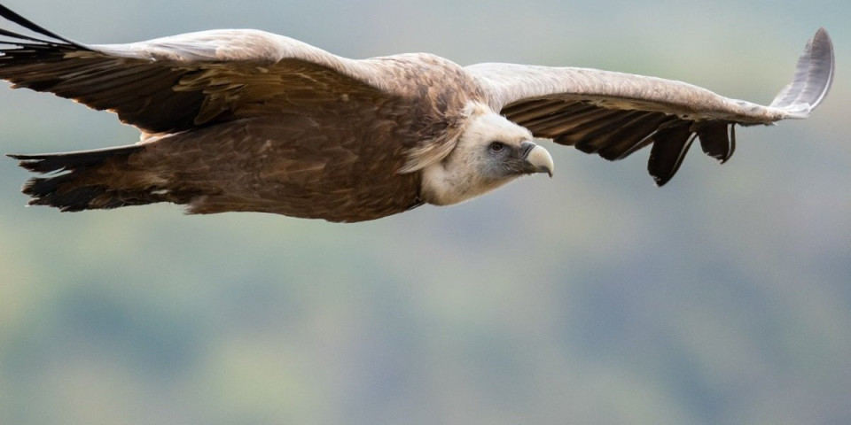 Telekom Srbija doprineo očuvanju 11 retkih i ugroženih vrsta u Srbiji: Pet godina projekta "Nijedna vrsta ne umire sama"