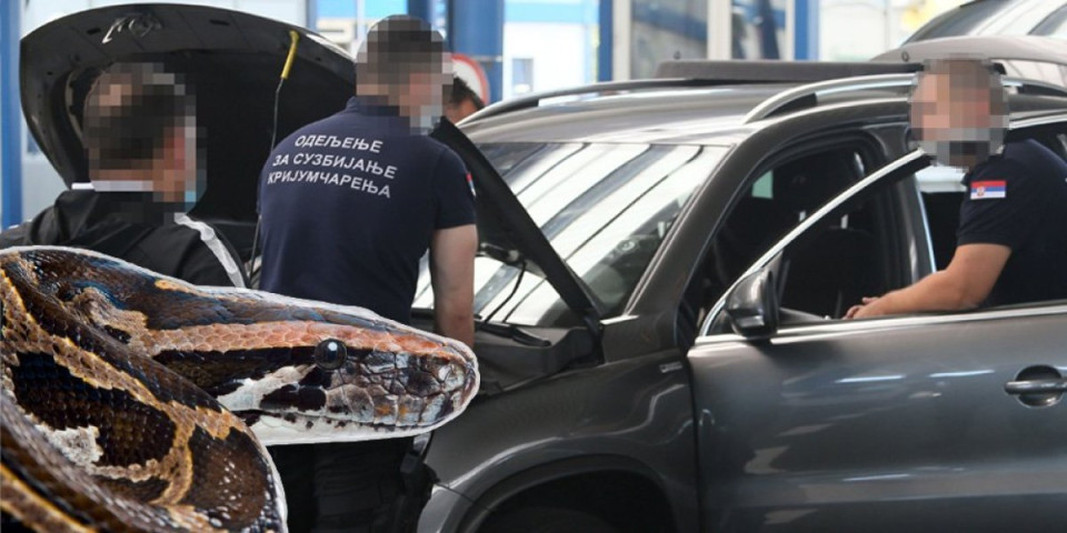 Neverovatne ideje srpskih krijumčara! Švercuju pitone u autobusima, koferima, pošiljkama, a šalju ih preko oglasa