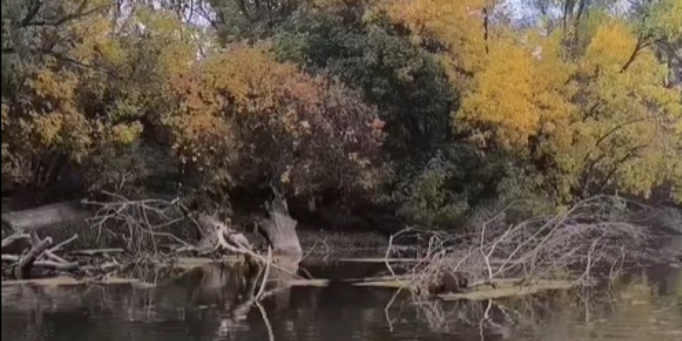 Šta je ovo u Tamišu? Mnogi su u trilemi kad ih vide, šta mislite vi? (VIDEO)