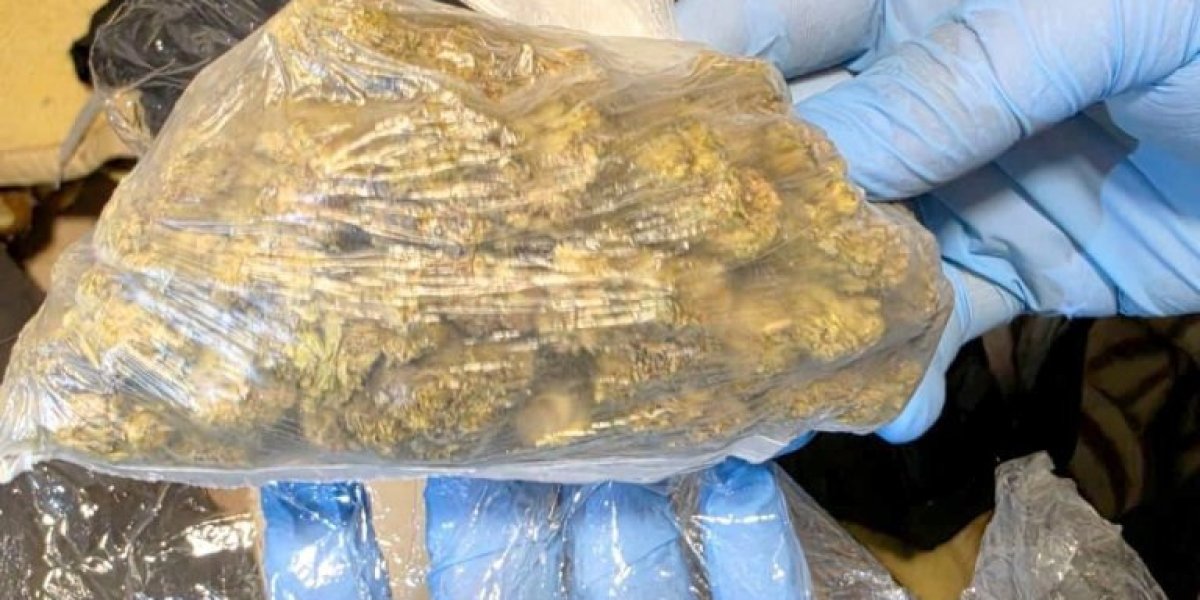 Zaplenjena marihuana