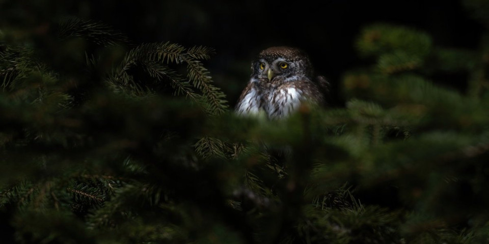 Ovi grabljivci love sve što im padne pod kandže: Izgledaju bezopasno, a zapravo su nemilosrdni predatori