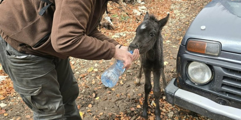 Inženjer brži od smrti! Ždrebe umiralo u šumi na Suvoj planini,  a onda je naišao Ivan (FOTO)