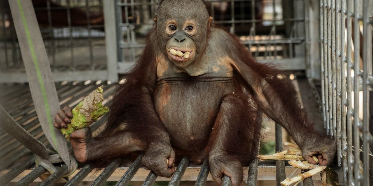 Indonezija orangutan Savijer u azilu