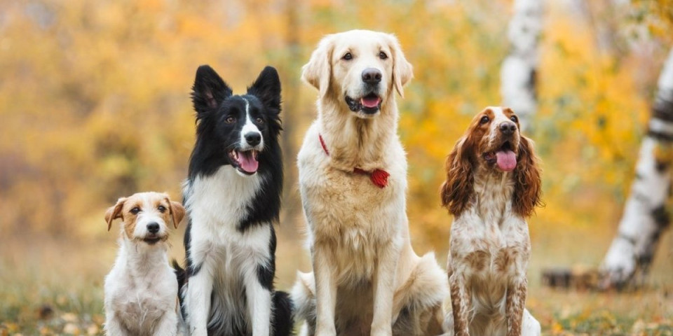 Izgledaju kao anđeli, a uništavaju novčanik: Veterinar otkrio 5 rasa pasa koje ne bi pustio u kuću (FOTO)