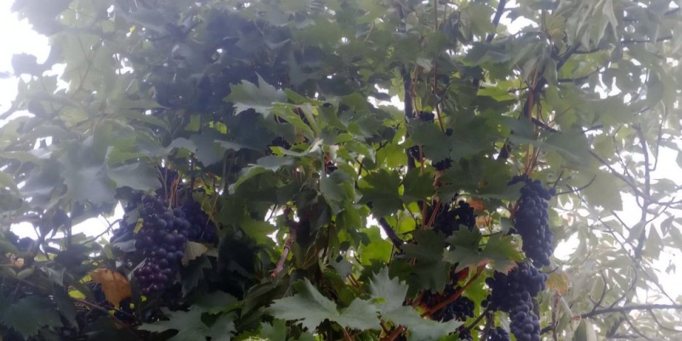 Nečuveno: Rodilo mu grožđe na trešnji!