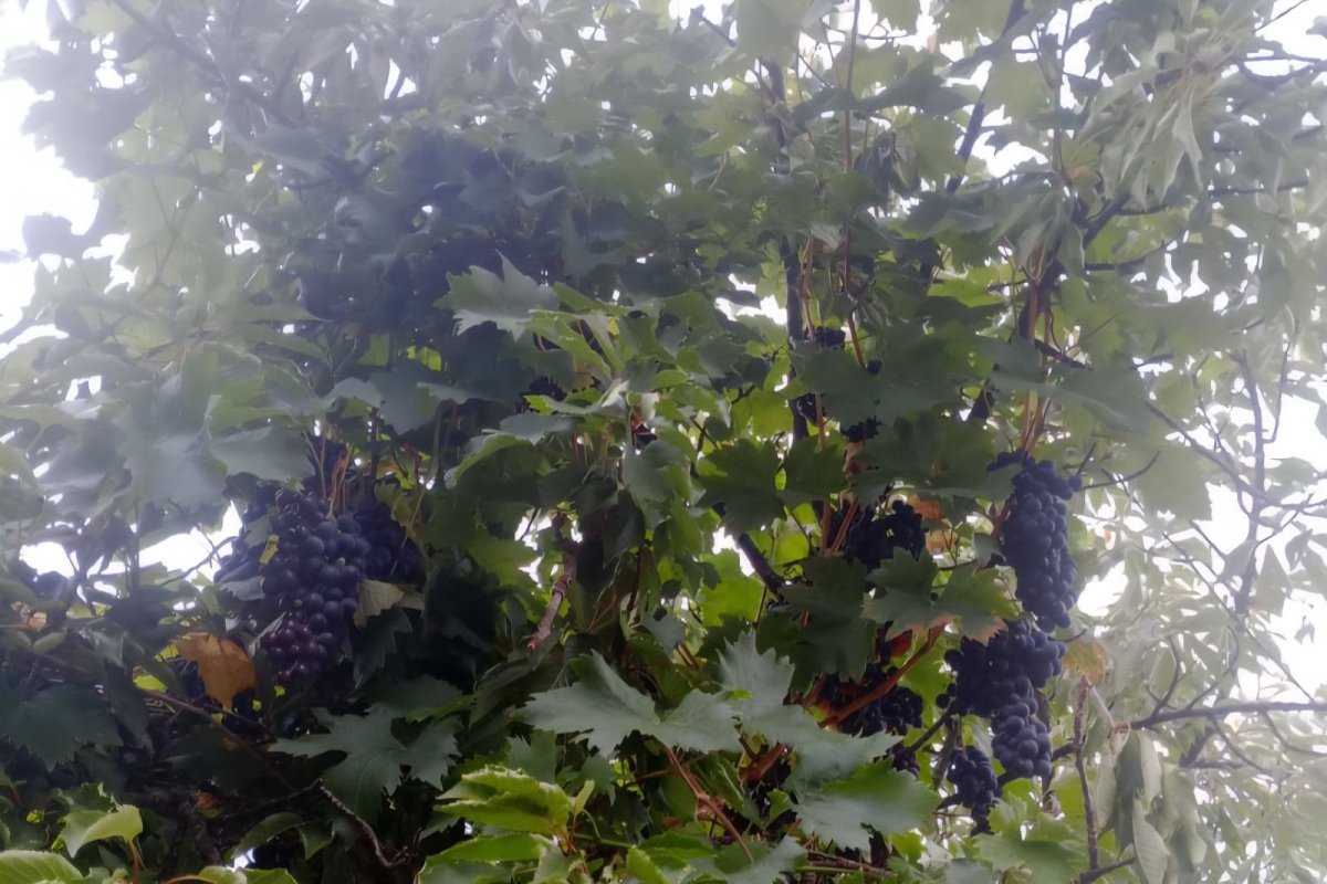 Nečuveno: Rodilo mu grožđe na trešnji!
