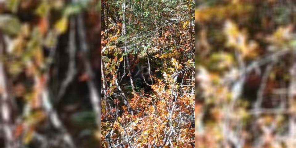 Neočekivano ponašanje zveri: Samo što im nije rekao "treba li pomoć" (VIDEO)