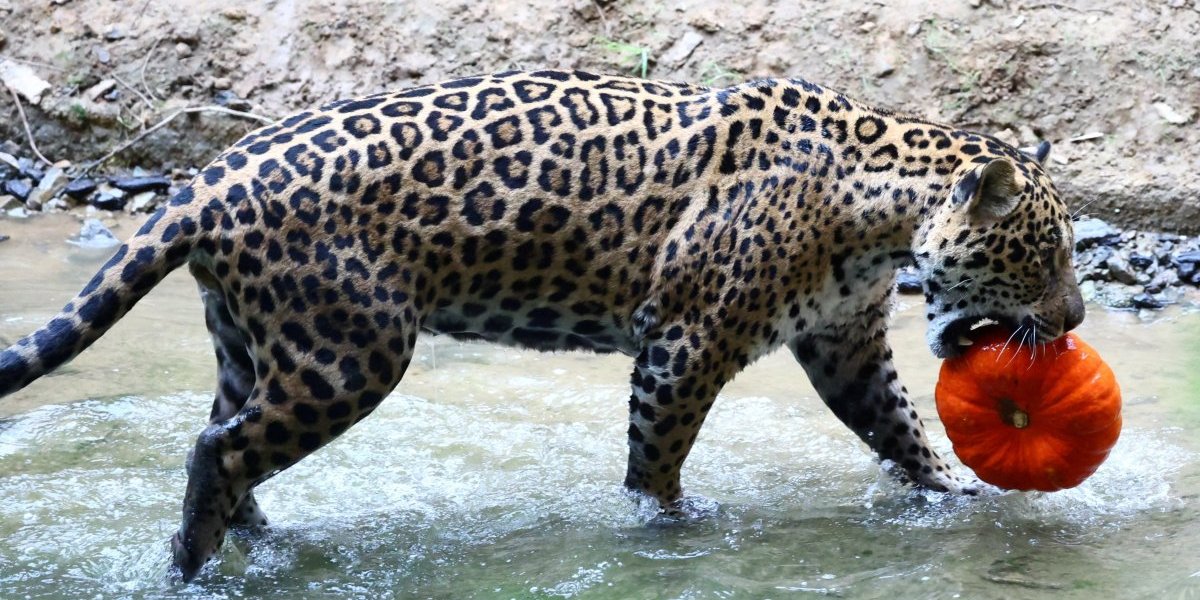 Belgija Jaguar Balam se priprema za Noć veštica