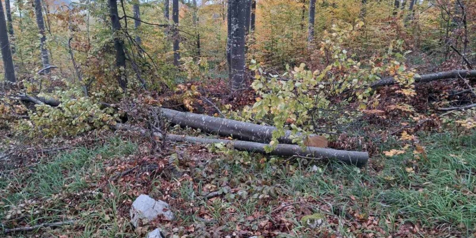 Od ovog drveta ništa bolje ne greje: Od jutra do mraka